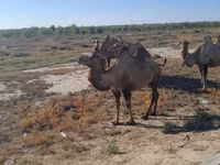 Kamelstute, Kazakh Bactrian camel — Foto 1