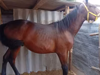 Hengst, Friesian sport horse — Foto 6