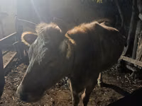 गाय, मवेशी — फ़ोटो 2
