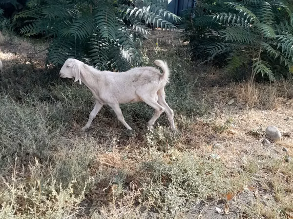Ziege, Nubian Goat
