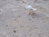 Amerika Pekin — 3-rasm