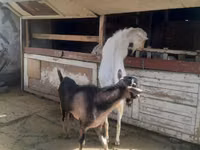 تيس, Saanen goat — الصورة 6