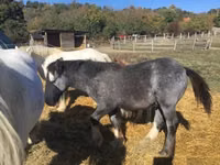 حصان, Gypsy horse — الصورة 3