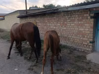 فرس, Thoroughbred horse — الصورة 4