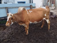 Vaca, Simmental cattle — foto 1
