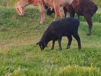 Schaf, Arashan sheep — Foto 7