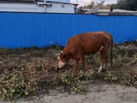 Cow, Kazakh White-headed cow — photo 2