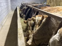 Bulle, Simmental cattle — Foto 3