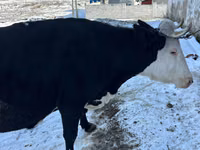 Cow, Cattle — photo 2