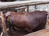 公牛, Cattle — 照片 5