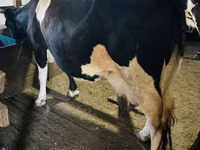 गाय, Russian Black pied cattle — फ़ोटो 5