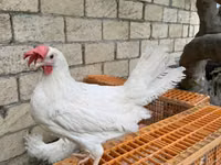 ليغهورن — الصورة 1
