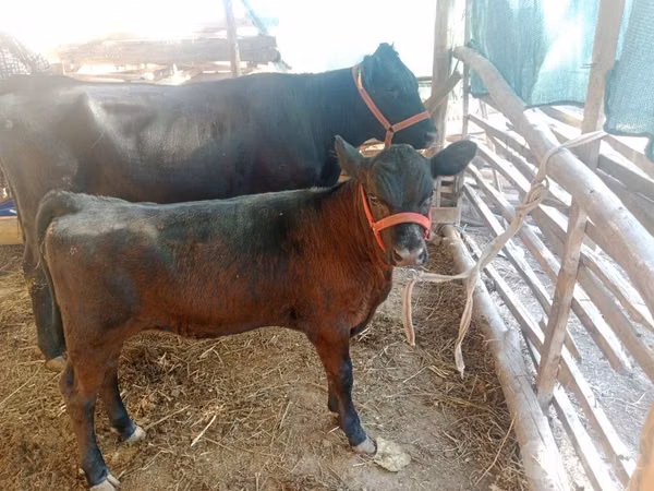 गाय, एबरडीन - एंगस — उज़्बेकिस्तान