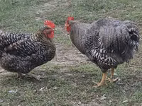 Chickens — फ़ोटो 1