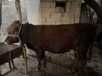 公牛, Cattle — 照片 3