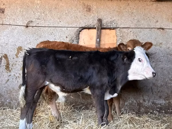 Toro, Simmental cattle