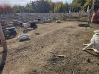 Cerda — foto 2