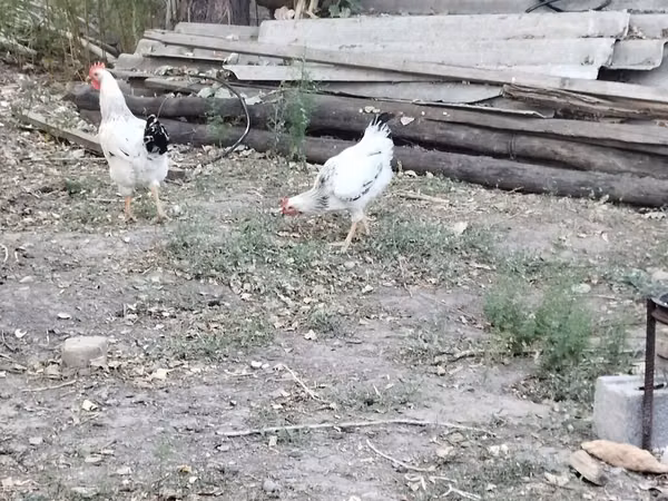 Адлерская серебристая