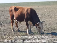 Bulle, Latvian Blue cattle — Foto 1