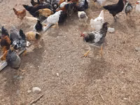 Chickens — 5-сурет
