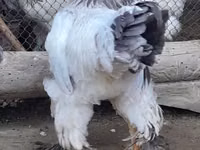 Brahma — Foto 2