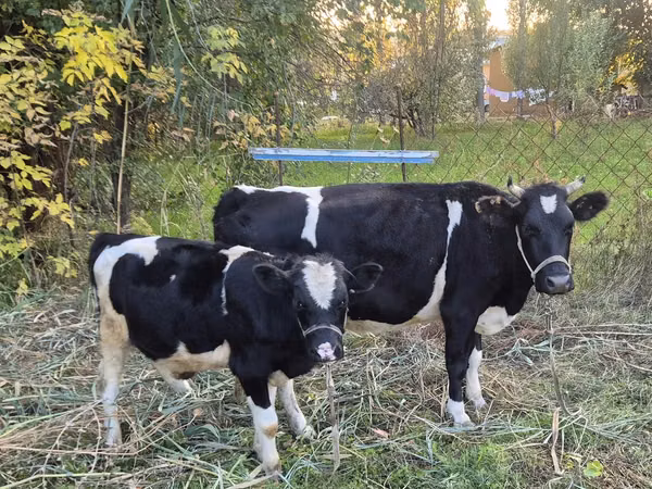 母牛, Latvian Blue cattle — 哈萨克斯坦