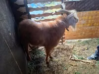 बकरा, बकरियाँ — फ़ोटो 4
