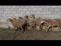 Schaf, Arashan sheep — Foto 6