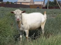 母山羊, Saanen goat — 照片 1