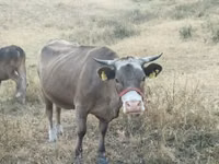 母牛, Cattle — 照片 2