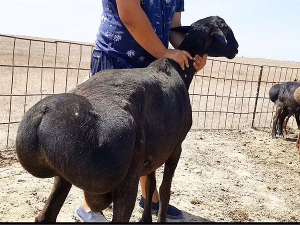 كبش, Hissar sheep
