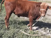 Toro, Ganado vacuno — foto 3