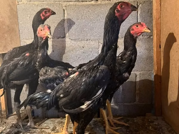Chickens — Kirgisistan