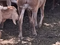 भेड़, भेड़ — फ़ोटो 2