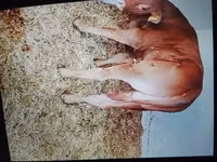 Toro, Ganado vacuno — foto 2