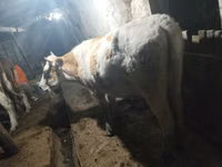 Vaca, Simmental cattle — foto 4