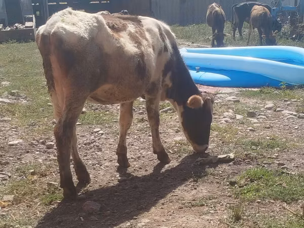 母牛, Russian Black pied cattle — 吉尔吉斯斯坦