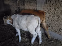 公牛, Cattle — 照片 2