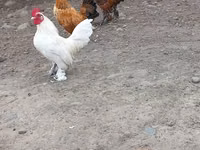 Chickens — foto 3
