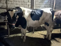 ثور, Simmental cattle — الصورة 6