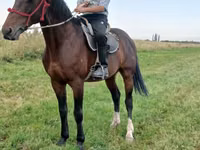 Hengst, Arabian horse — Foto 2