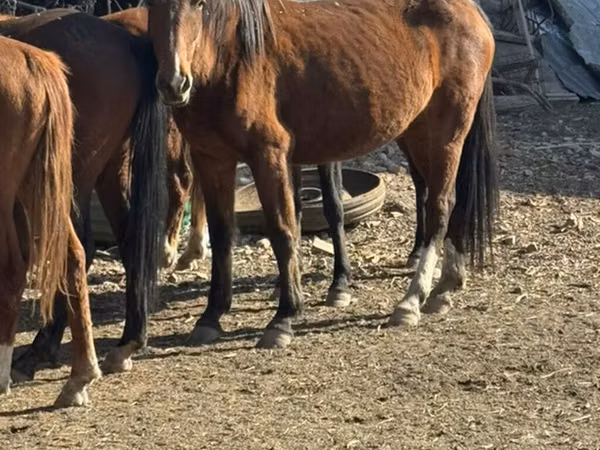 घोड़ी, Kyrgyz Horse