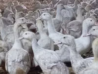 Ducks — الصورة 8