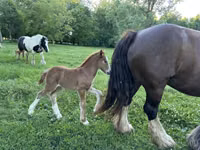 Toychoq, Gypsy horse — 5-rasm