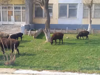 Ovejas (lote, sexo no especificado), Ovejas — foto 5