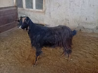 Cabra, Cabras — foto 2