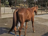 Mare, Thoroughbred horse — photo 4
