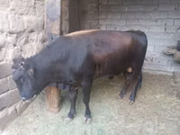 Rinder (Partie, Geschlecht nicht angegeben), Aberdeen-Angus — Foto 2