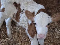 सांड, Simmental cattle — फ़ोटो 6