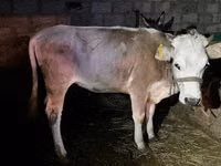 Bulle, Simmental cattle — Foto 4